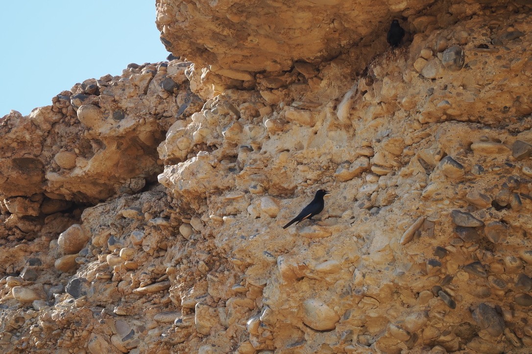 blekvingestær - ML644329556