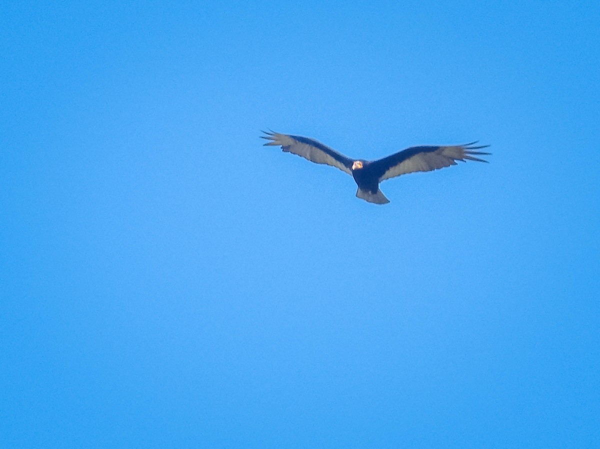 myrkondor - ML644329557