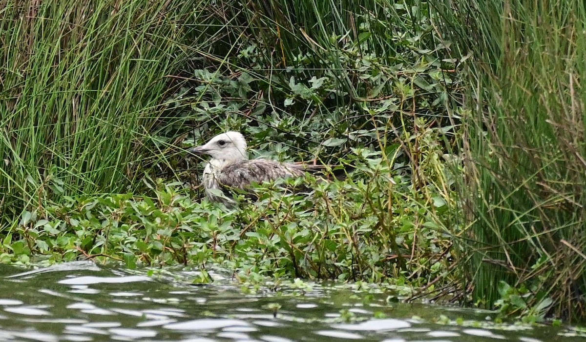 Goéland marin - ML644329561