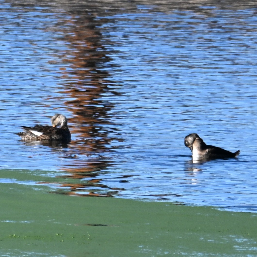 Ipar-ahatea - ML644329578