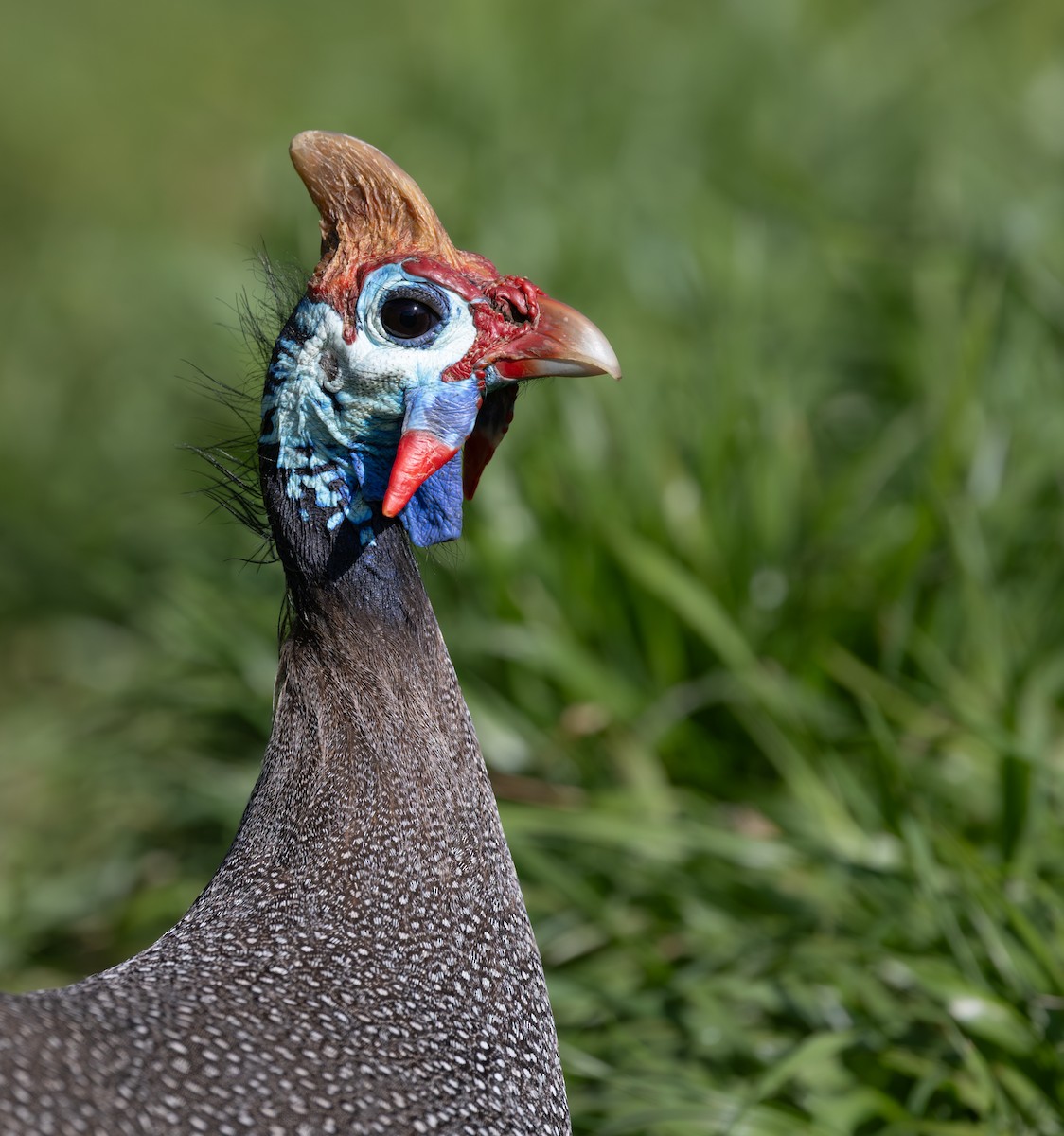 Helmeted Guineafowl (Tufted) - ML644329584