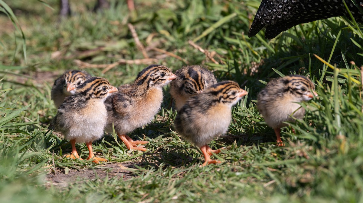 Helmeted Guineafowl (Tufted) - ML644329585