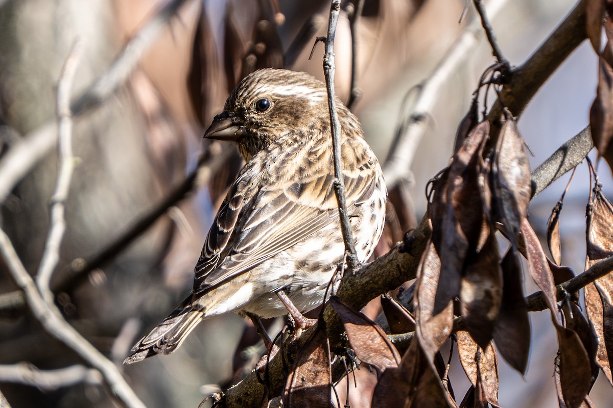 ムラサキマシコ - ML644329588