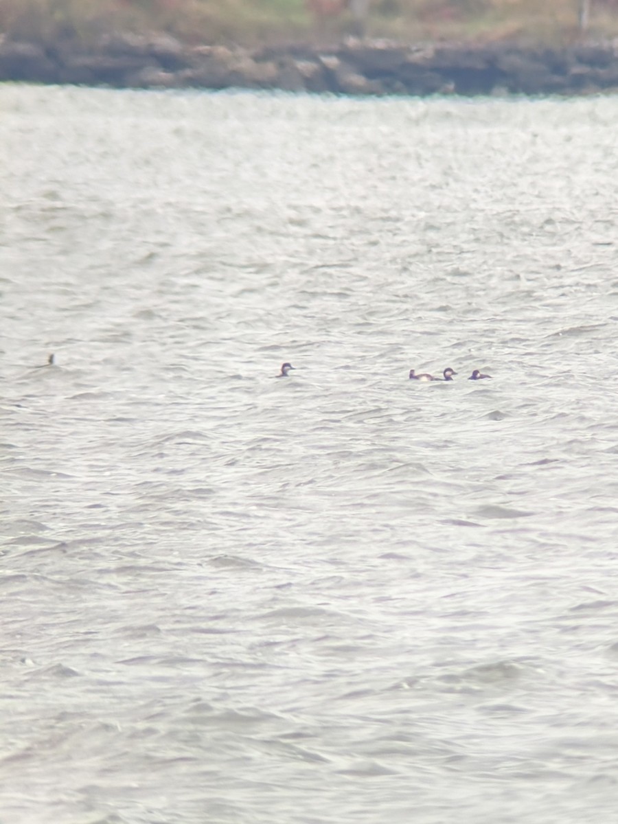 Black Scoter - ML644329601