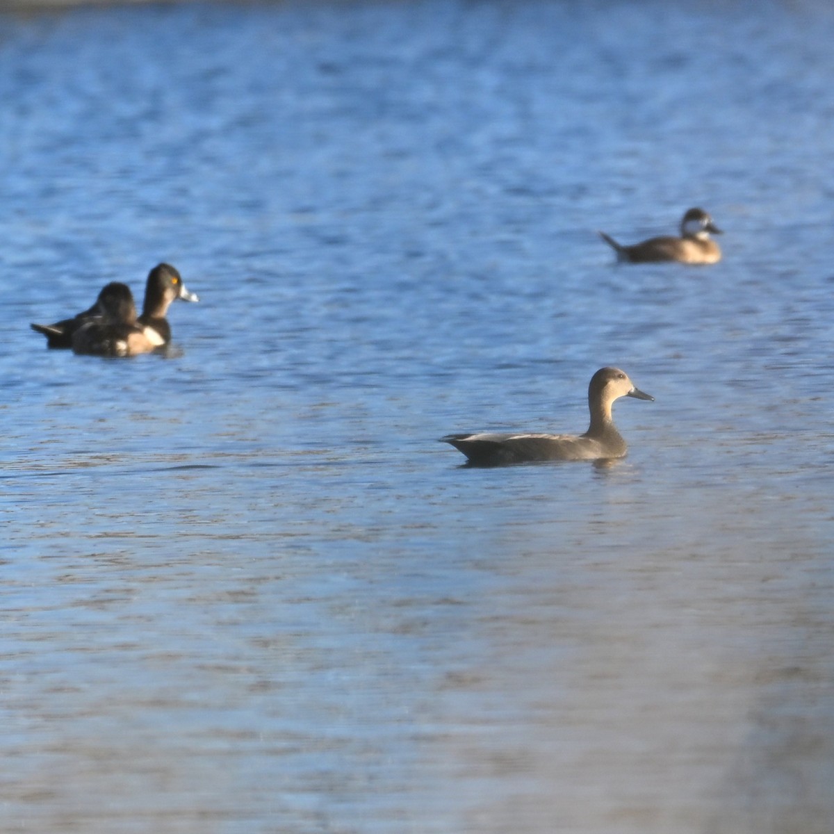 Ipar-ahatea - ML644329603