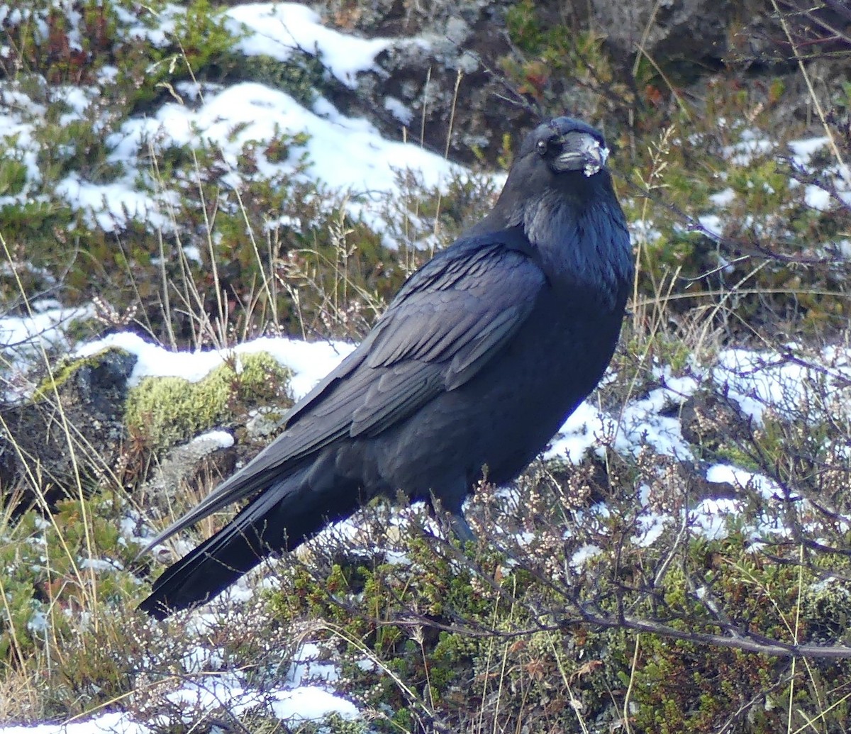 Common Raven - ML644329605