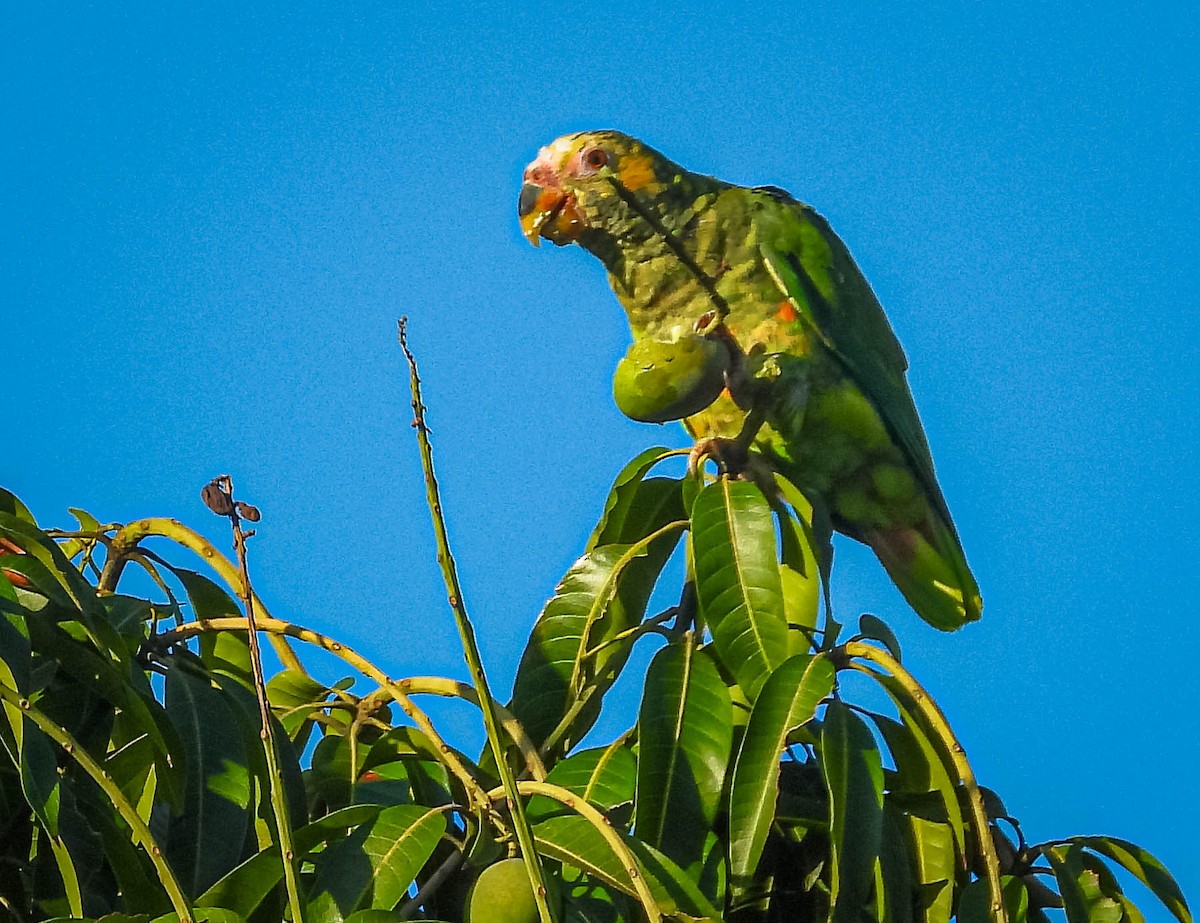 solpapegøye - ML644329610