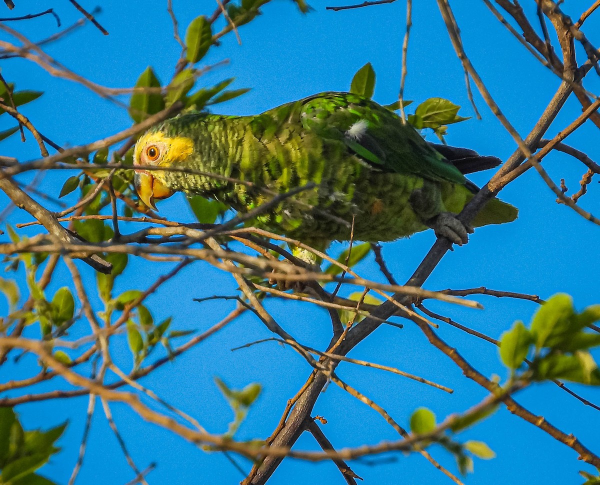 solpapegøye - ML644329611