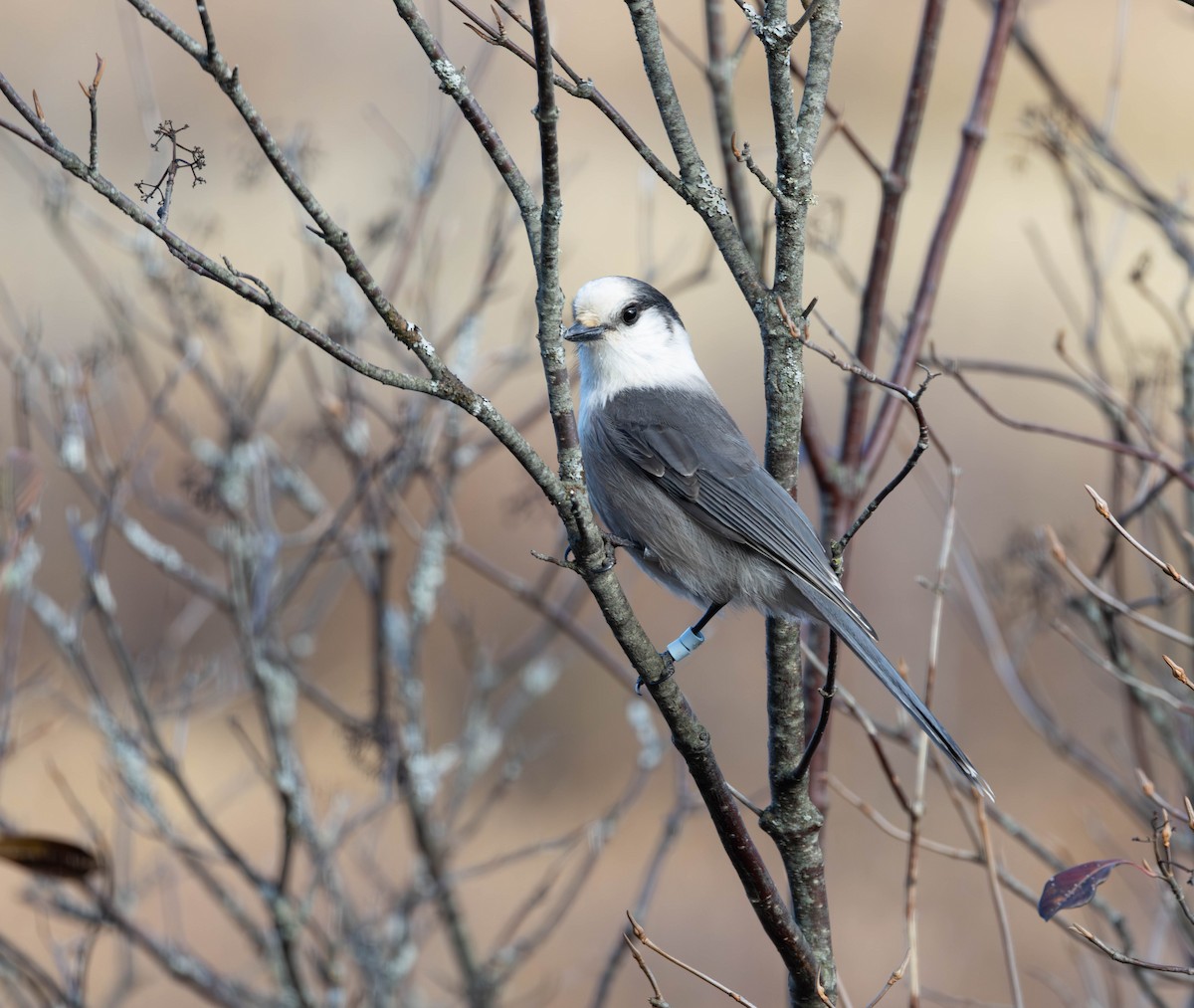 カナダカケス - ML644329616