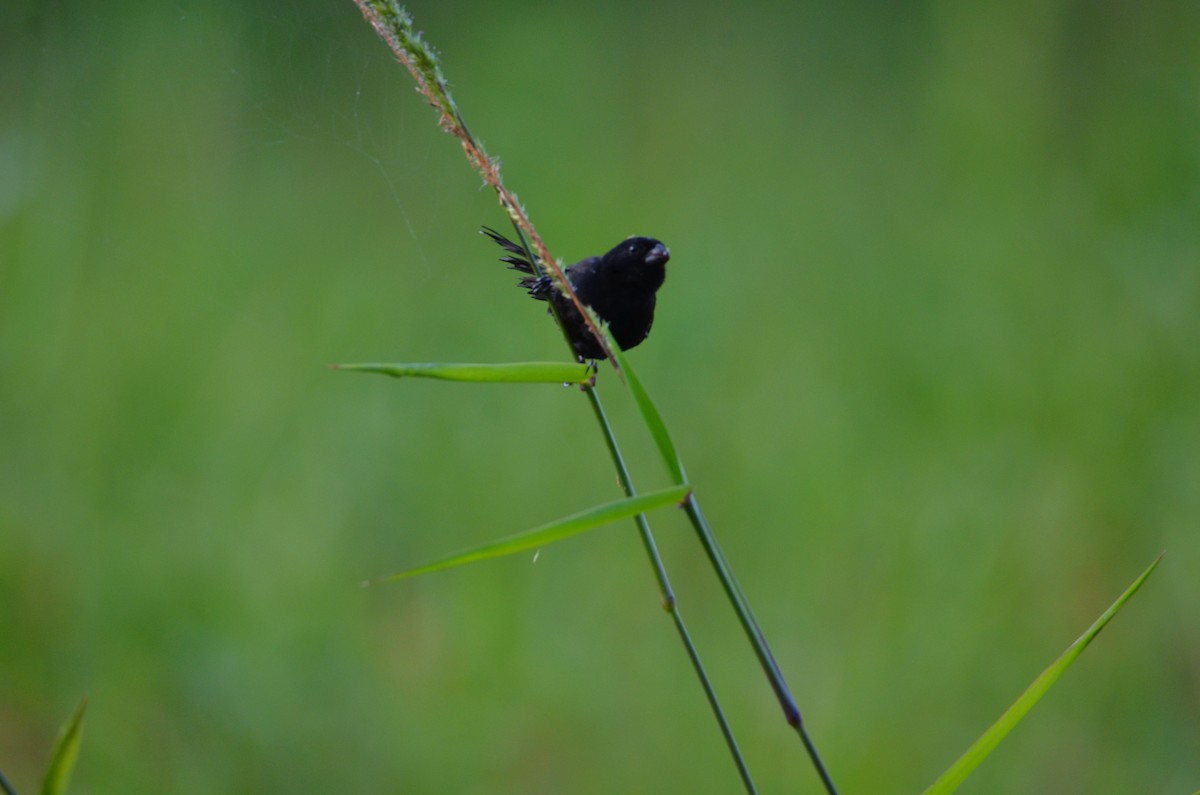 Variable Seedeater - ML644329617