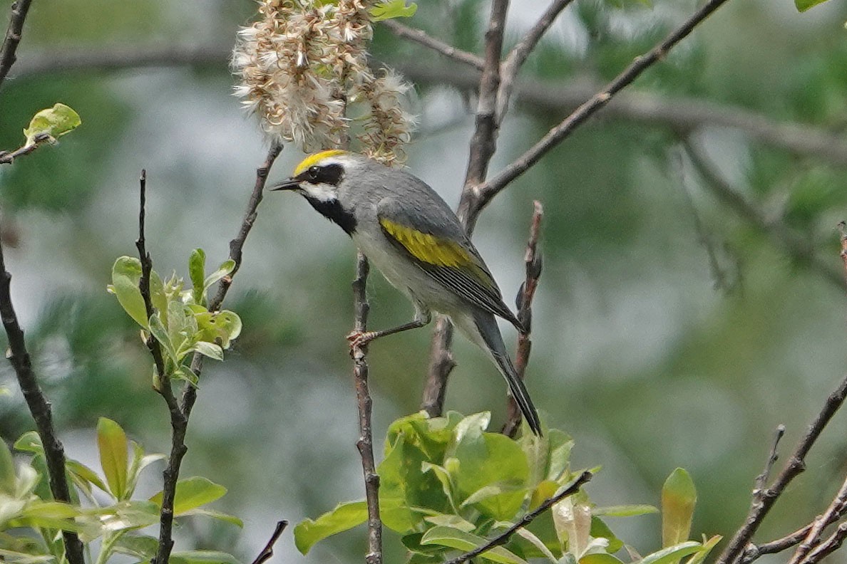 Golden-winged Warbler - ML644329621
