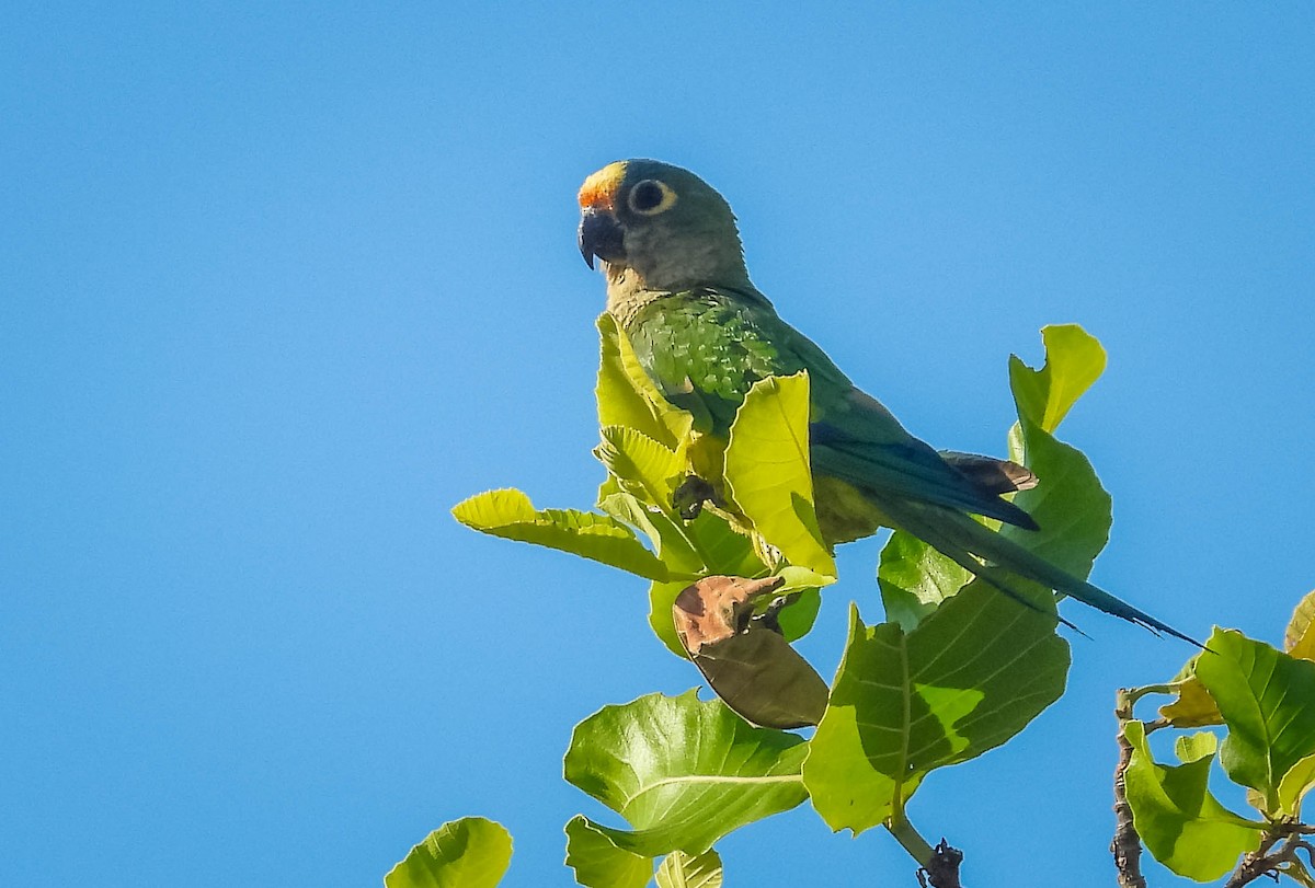 Peach-fronted Parakeet - ML644329622