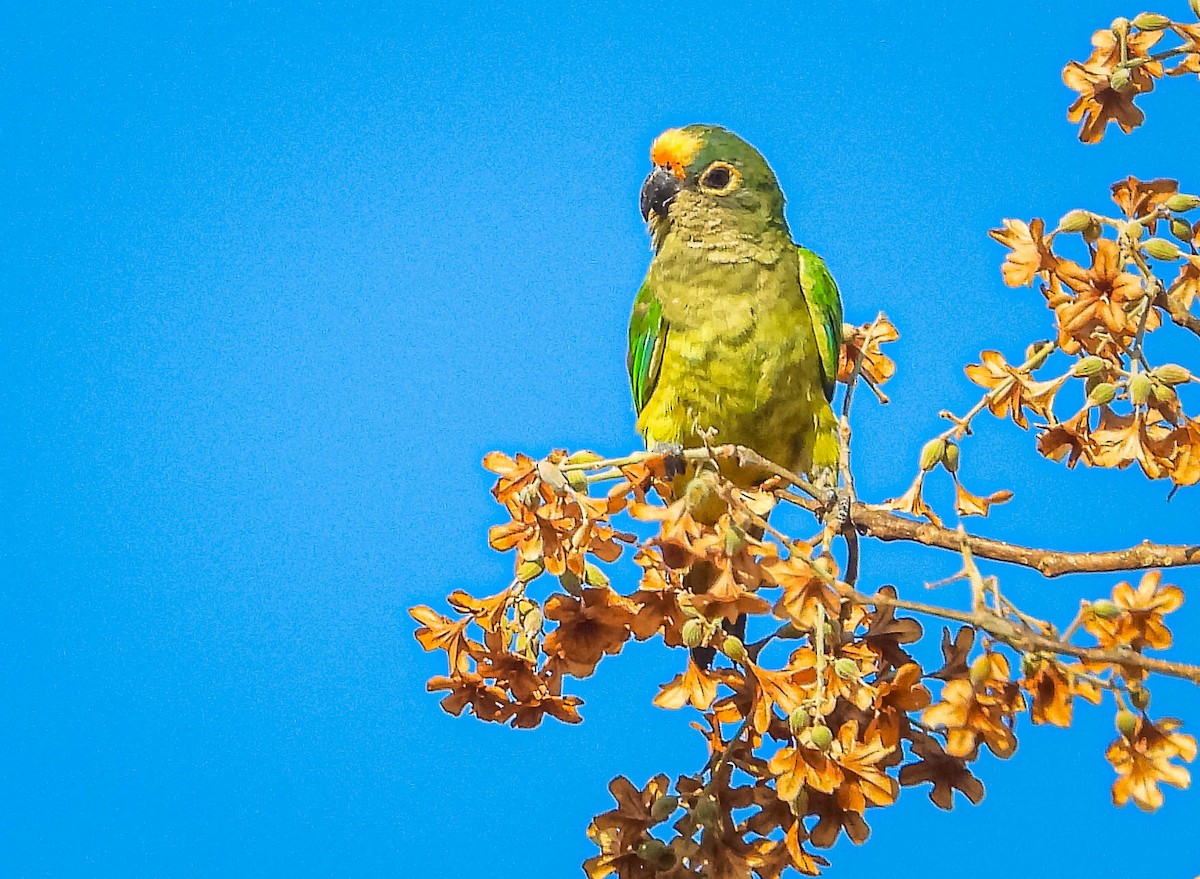 Peach-fronted Parakeet - ML644329623
