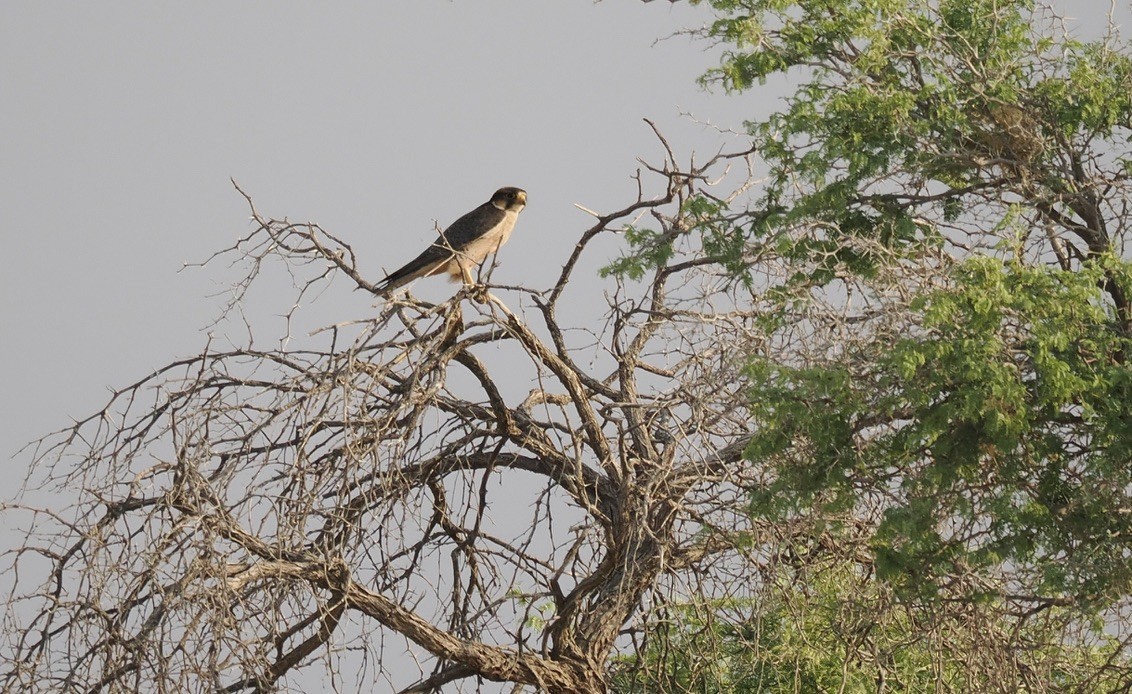 ラナーハヤブサ - ML644329625