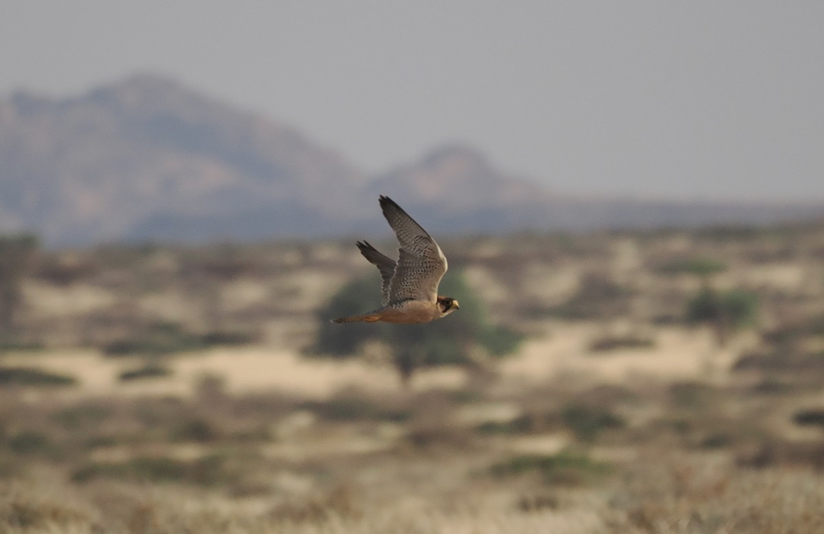 ラナーハヤブサ - ML644329632