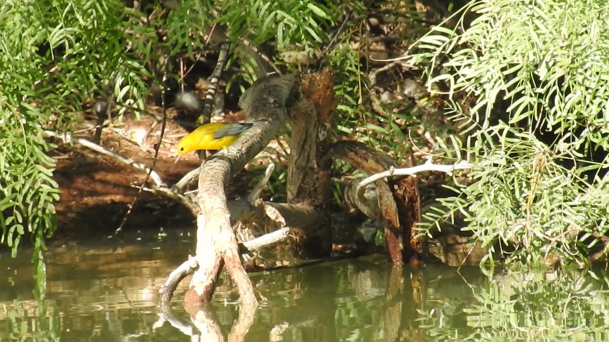Prothonotary Warbler - ML644329688