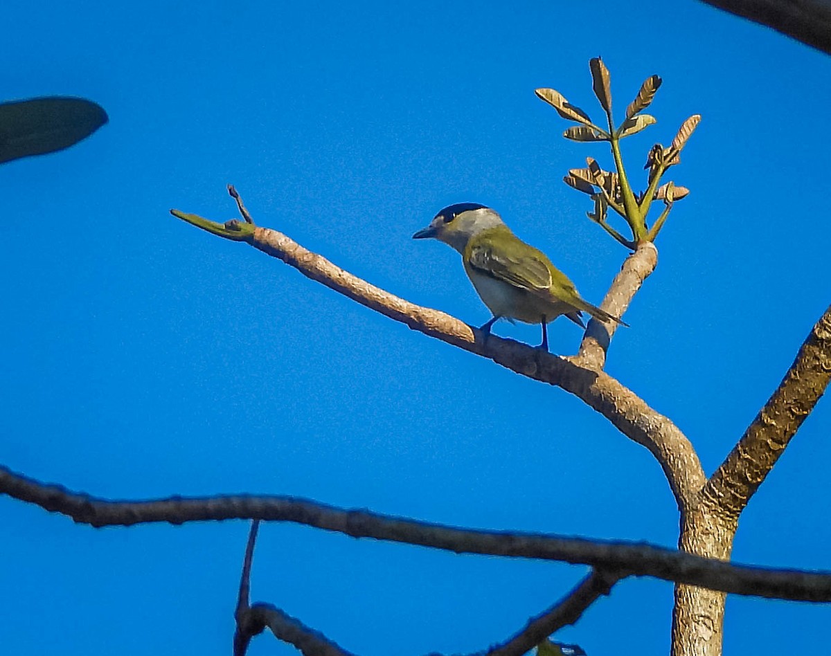 Green-backed Becard (Green-backed) - ML644329689