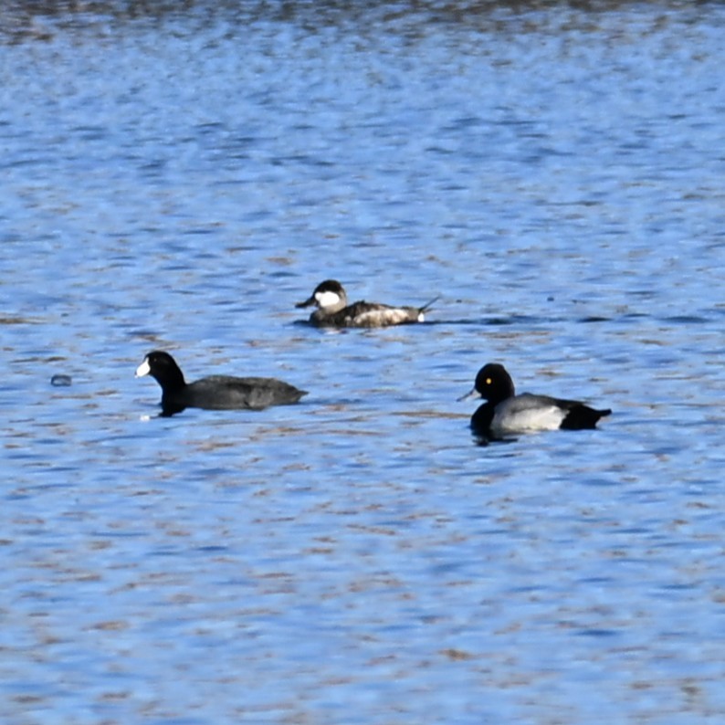 Lesser Scaup - ML644329690