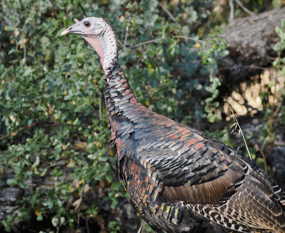 krocan divoký - ML644329691