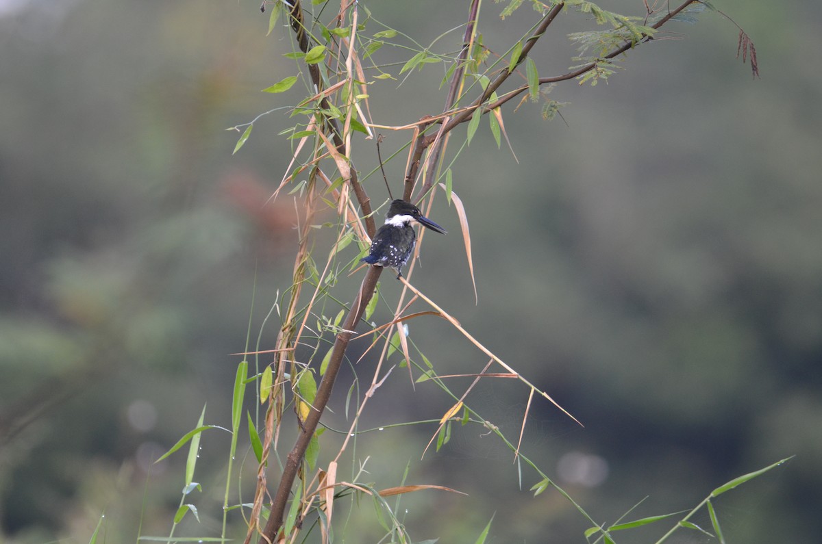 Green Kingfisher - ML644329704