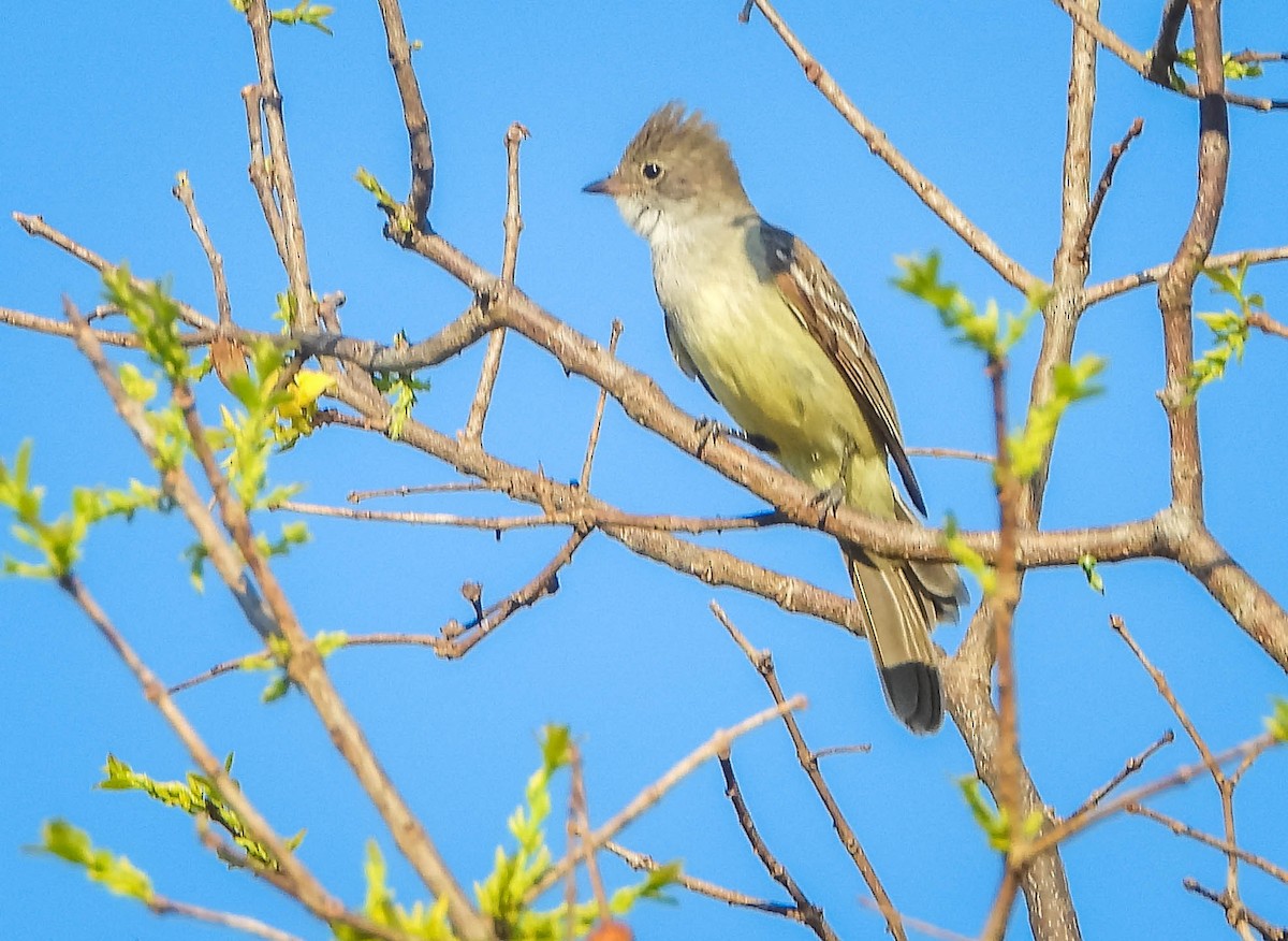 Large Elaenia - ML644329712