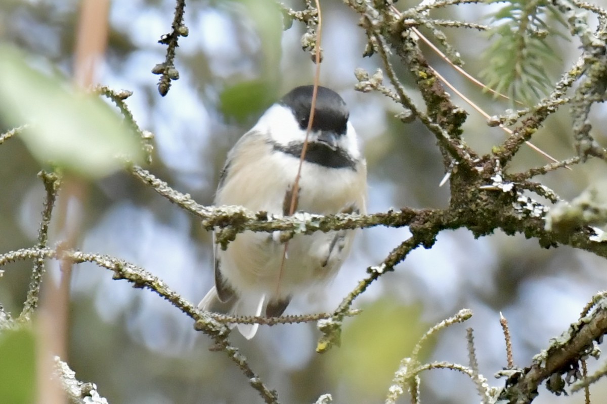 Black-capped Chickadee - ML644329716