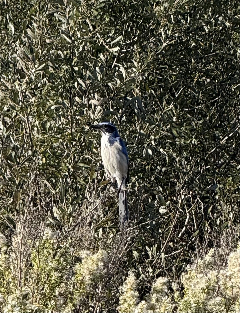 California Scrub-Jay - ML644329717