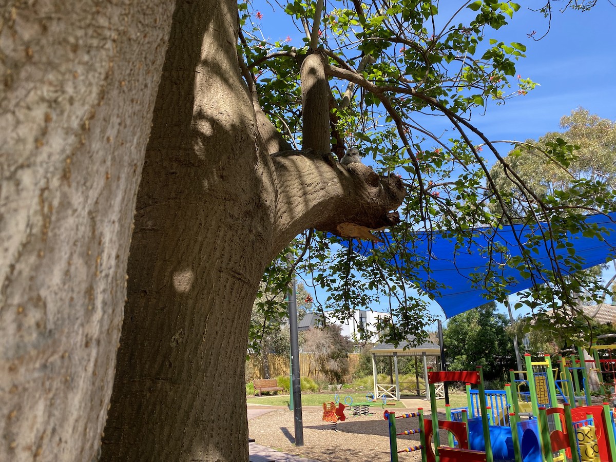 Tawny Frogmouth - ML644329719