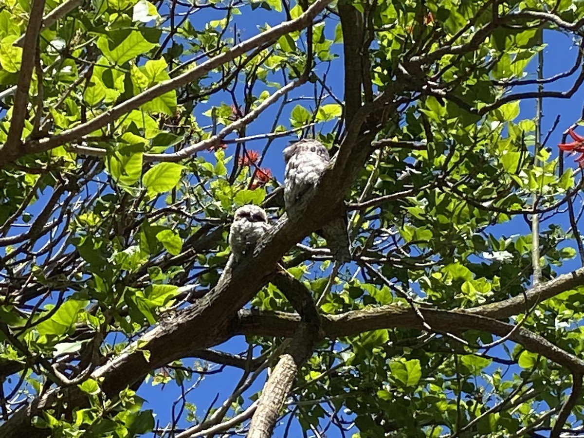 Tawny Frogmouth - ML644329728