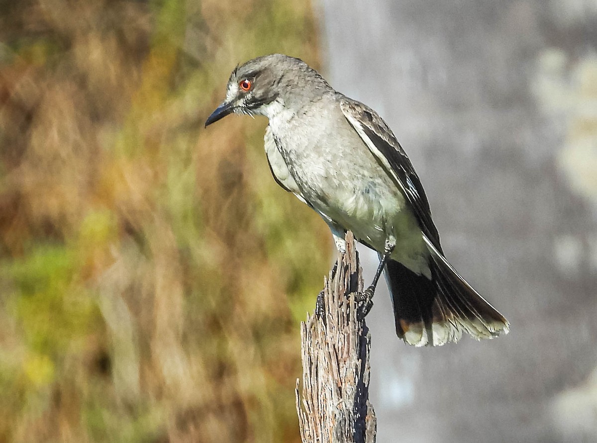 Gray Monjita - ML644329735