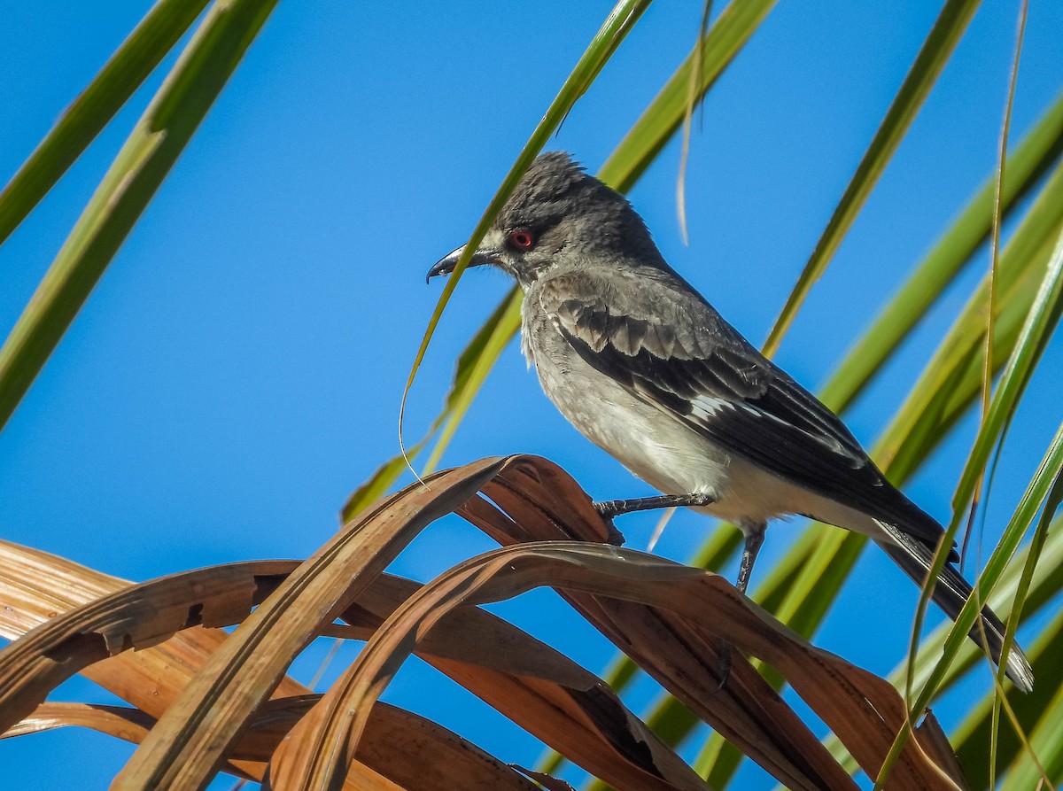 Gray Monjita - ML644329736