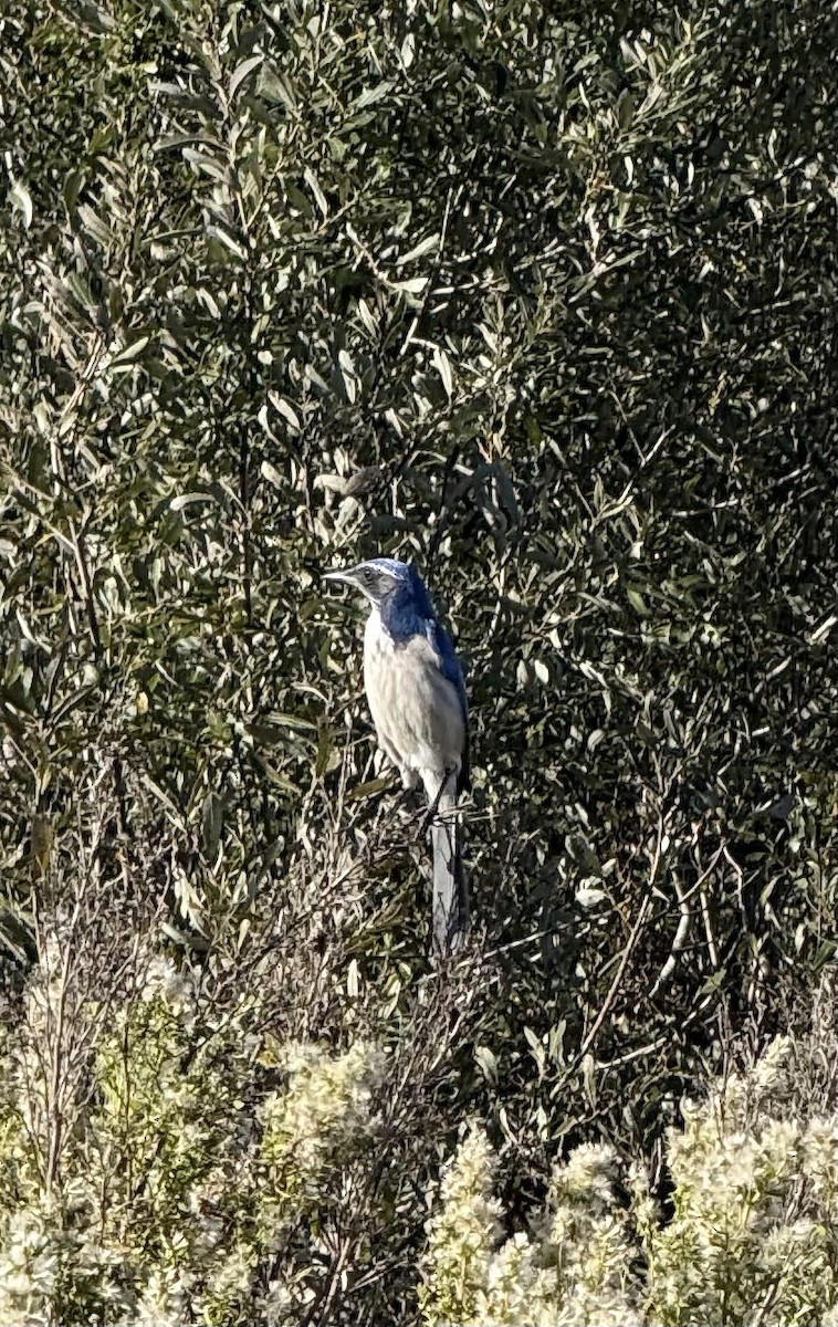 California Scrub-Jay - ML644329737