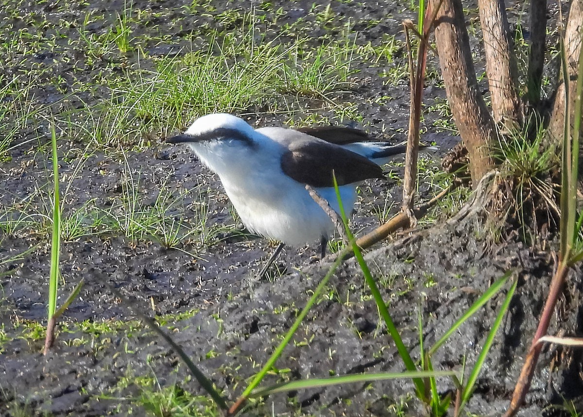 Masked Water-Tyrant - ML644329745