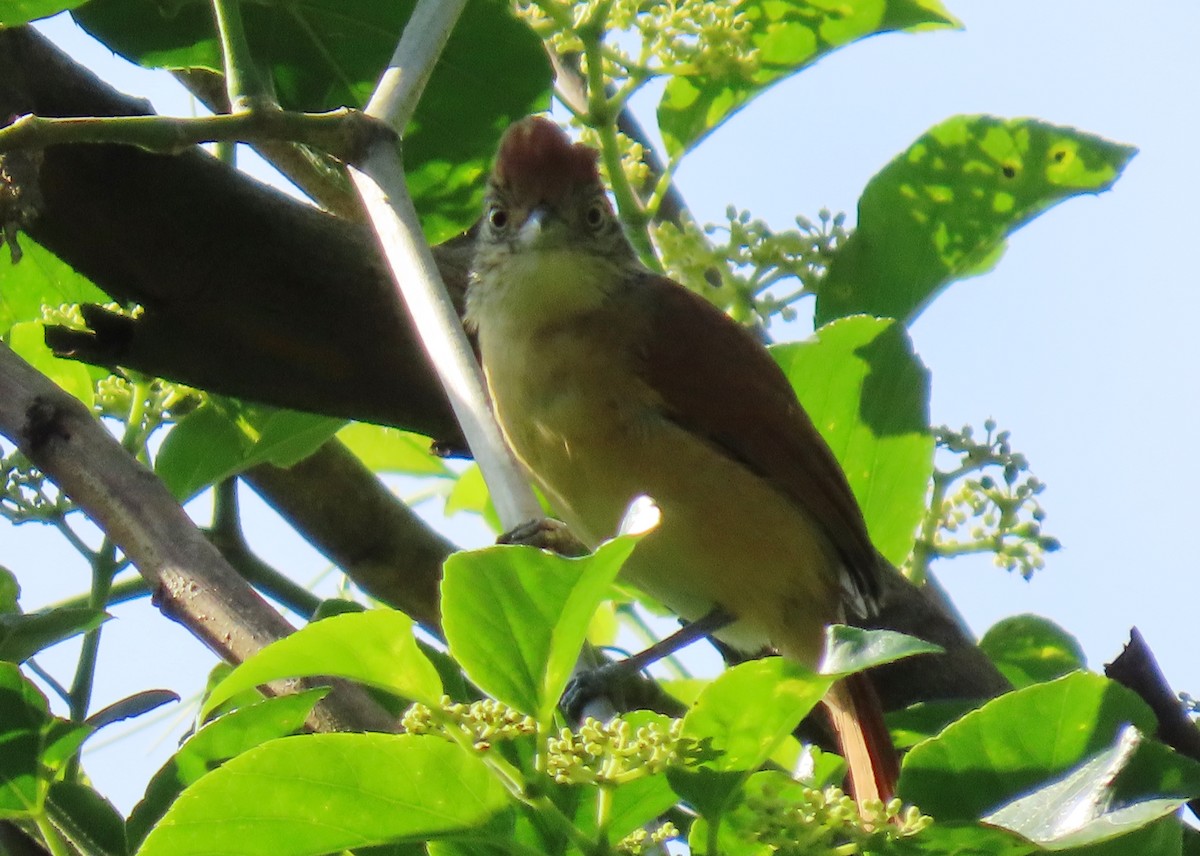 Чернополосый колючник - ML644329749