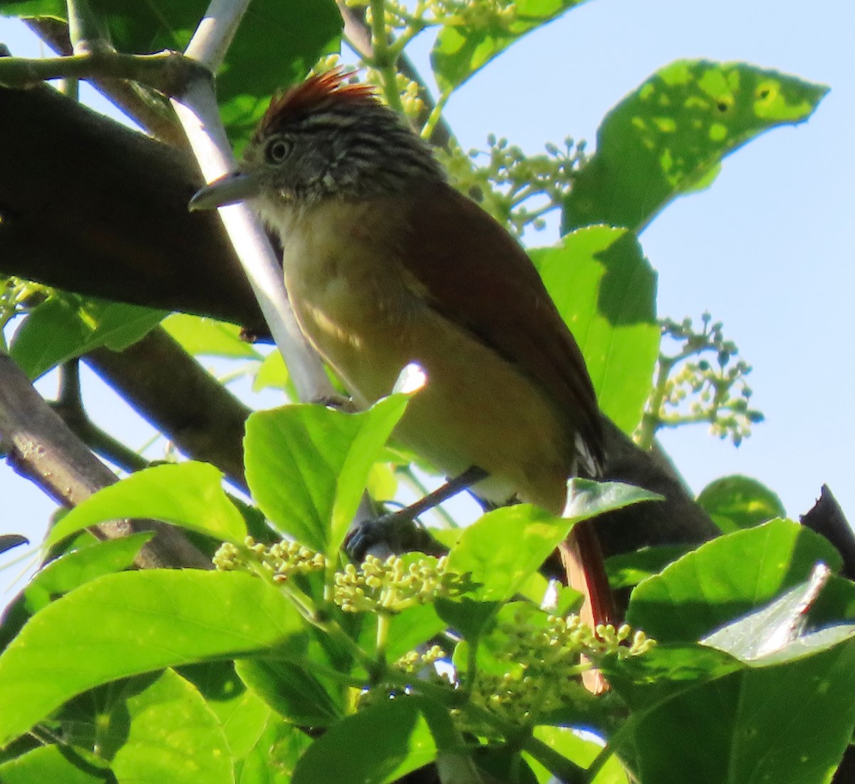 Чернополосый колючник - ML644329750