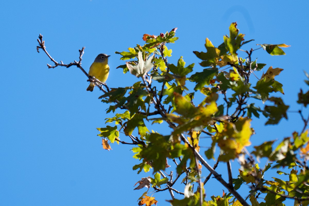 Nashville Warbler - ML644329766