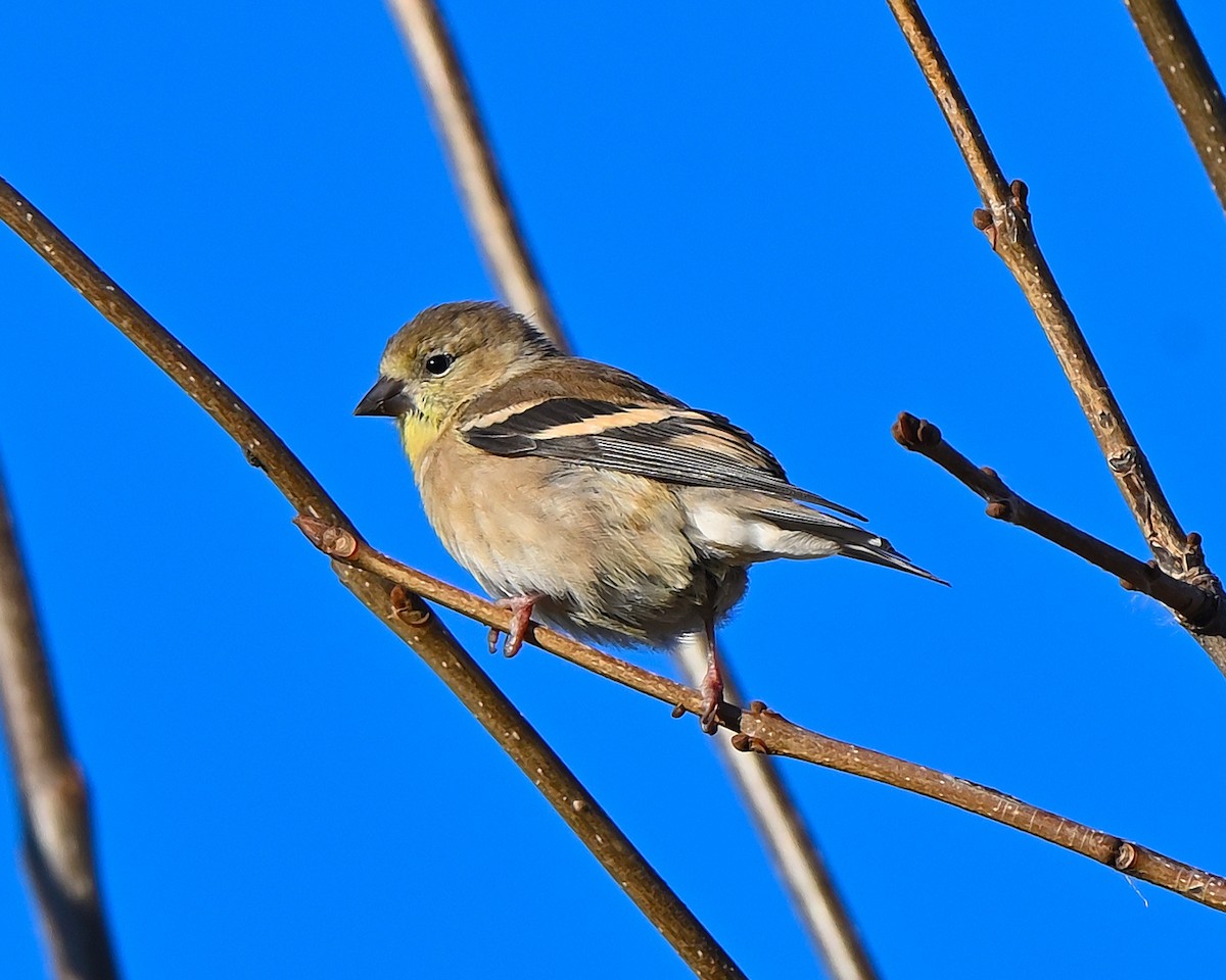 gulstillits - ML644329785