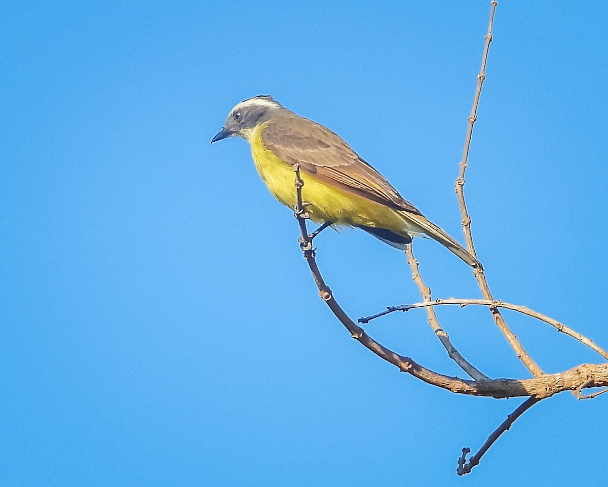 Social Flycatcher - ML644329786