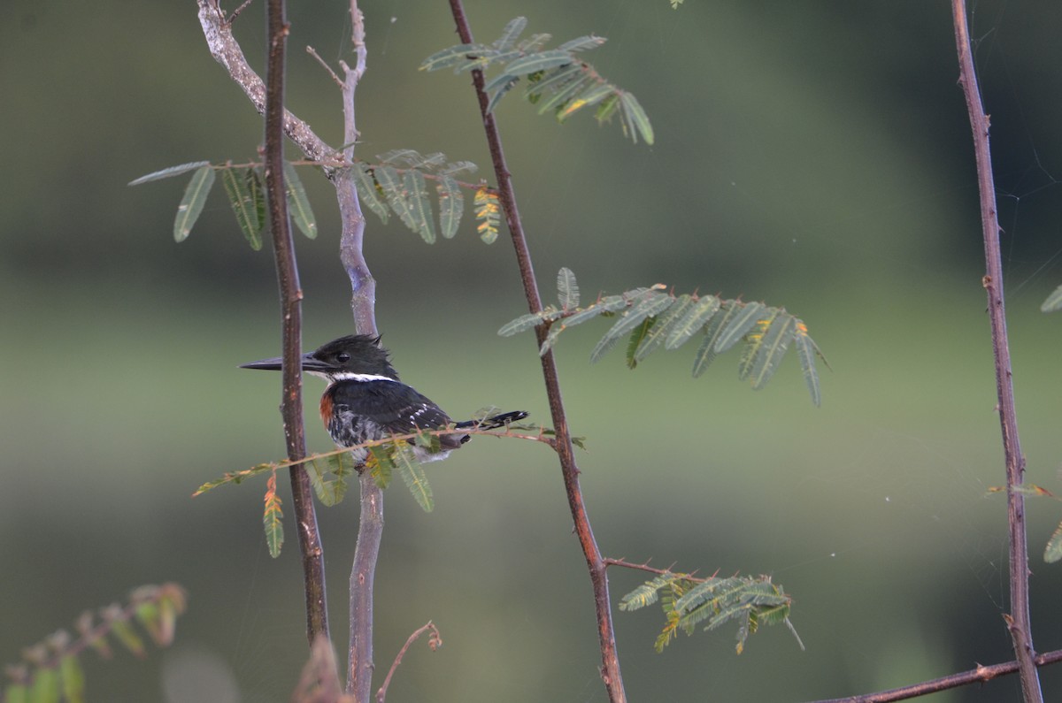 Green Kingfisher - ML644329798