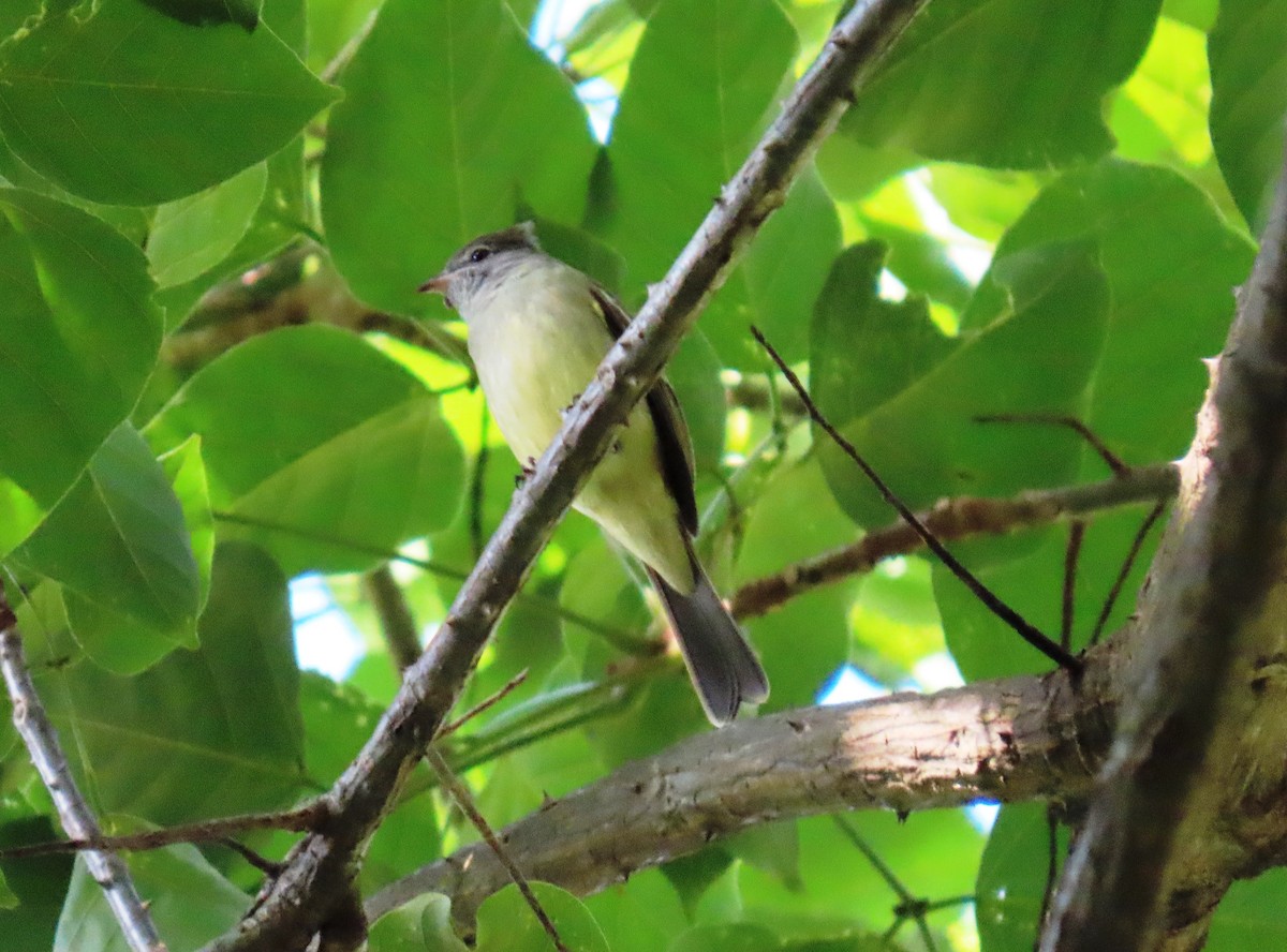 Yellow-bellied Elaenia - ML644329801
