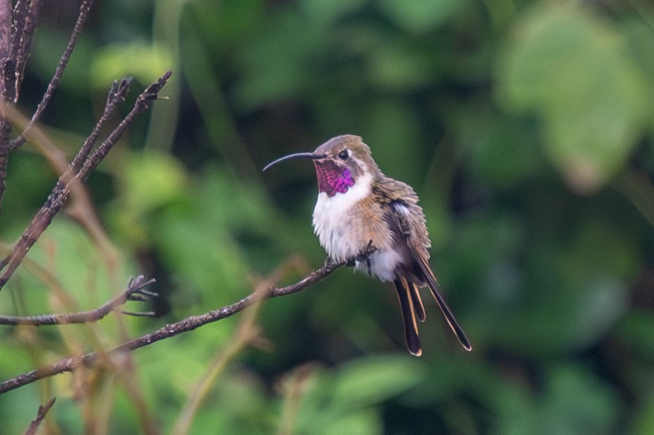 Mexican Sheartail - ML644329802