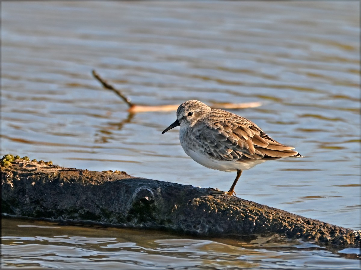 חופית זעירה - ML644329803