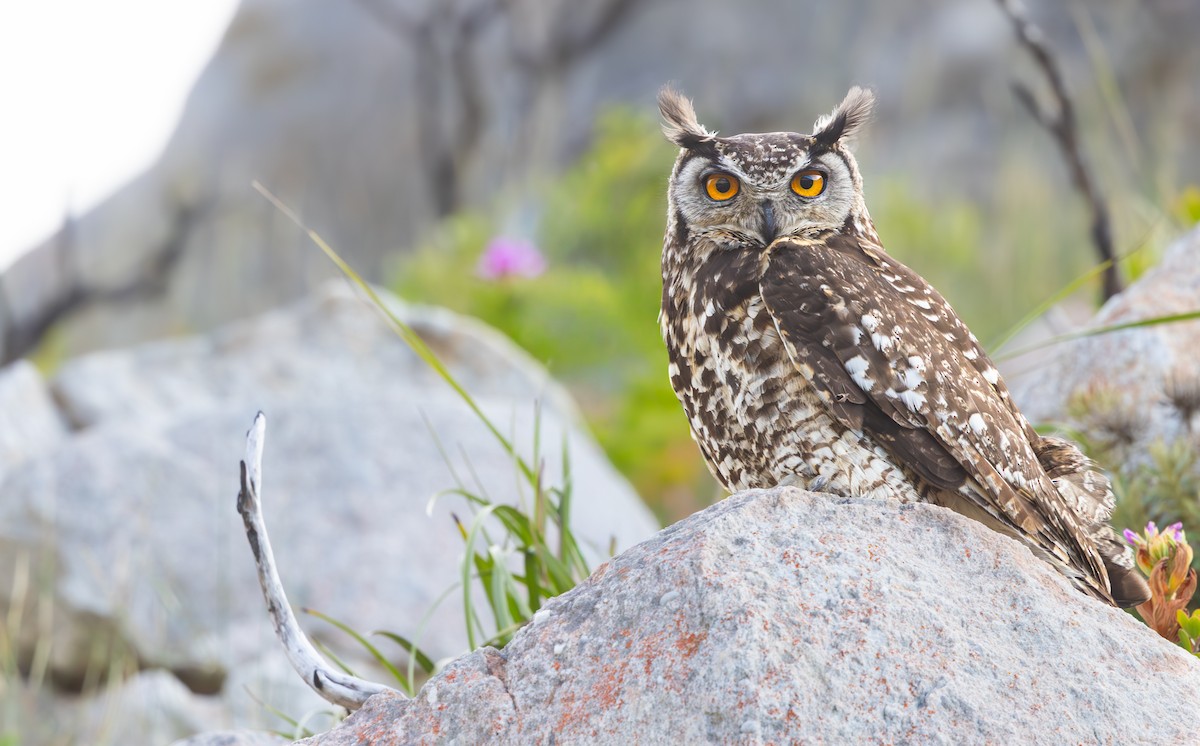 Cape Eagle-Owl - ML644329813