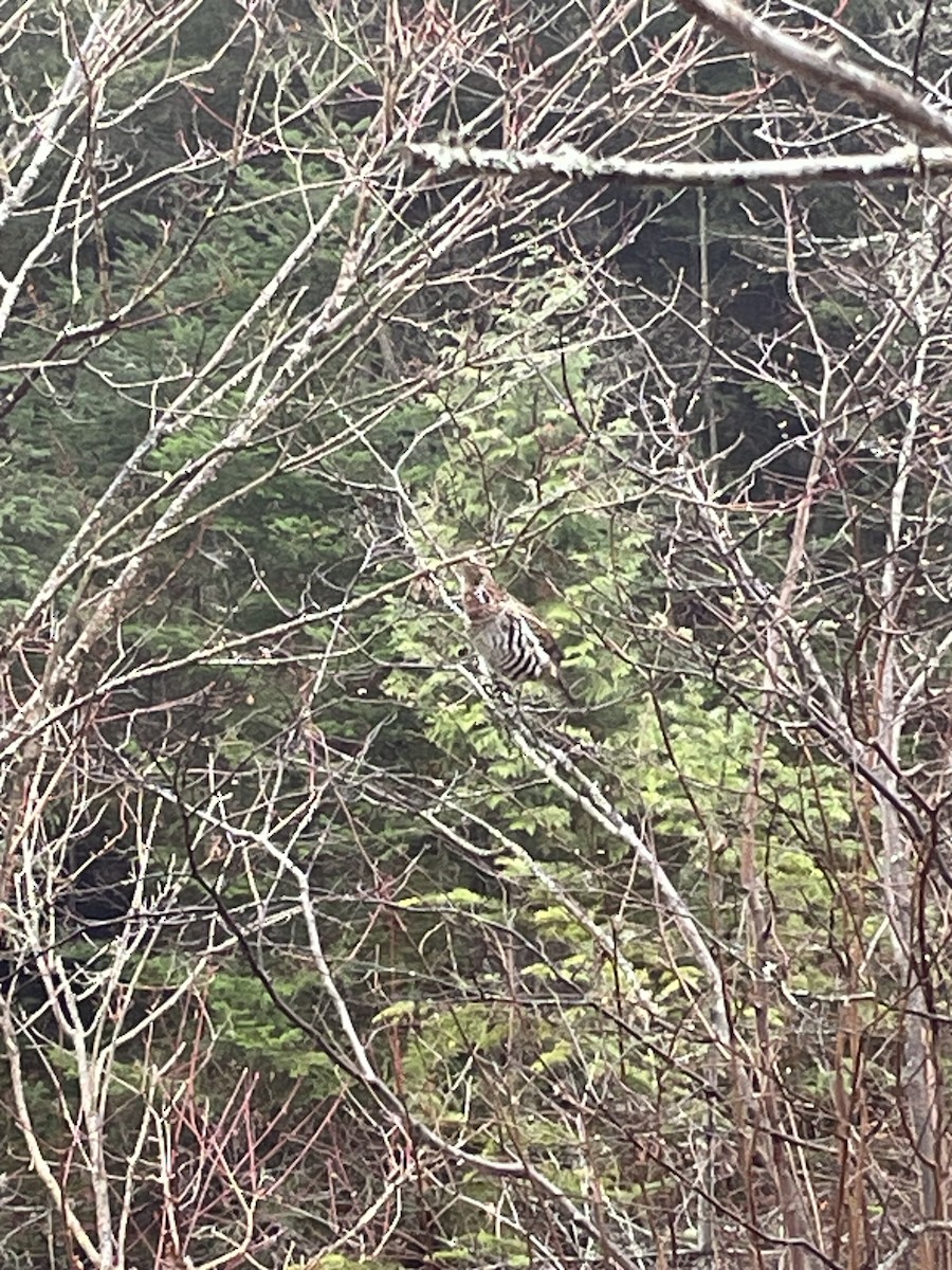 Воротничковый рябчик - ML644329817