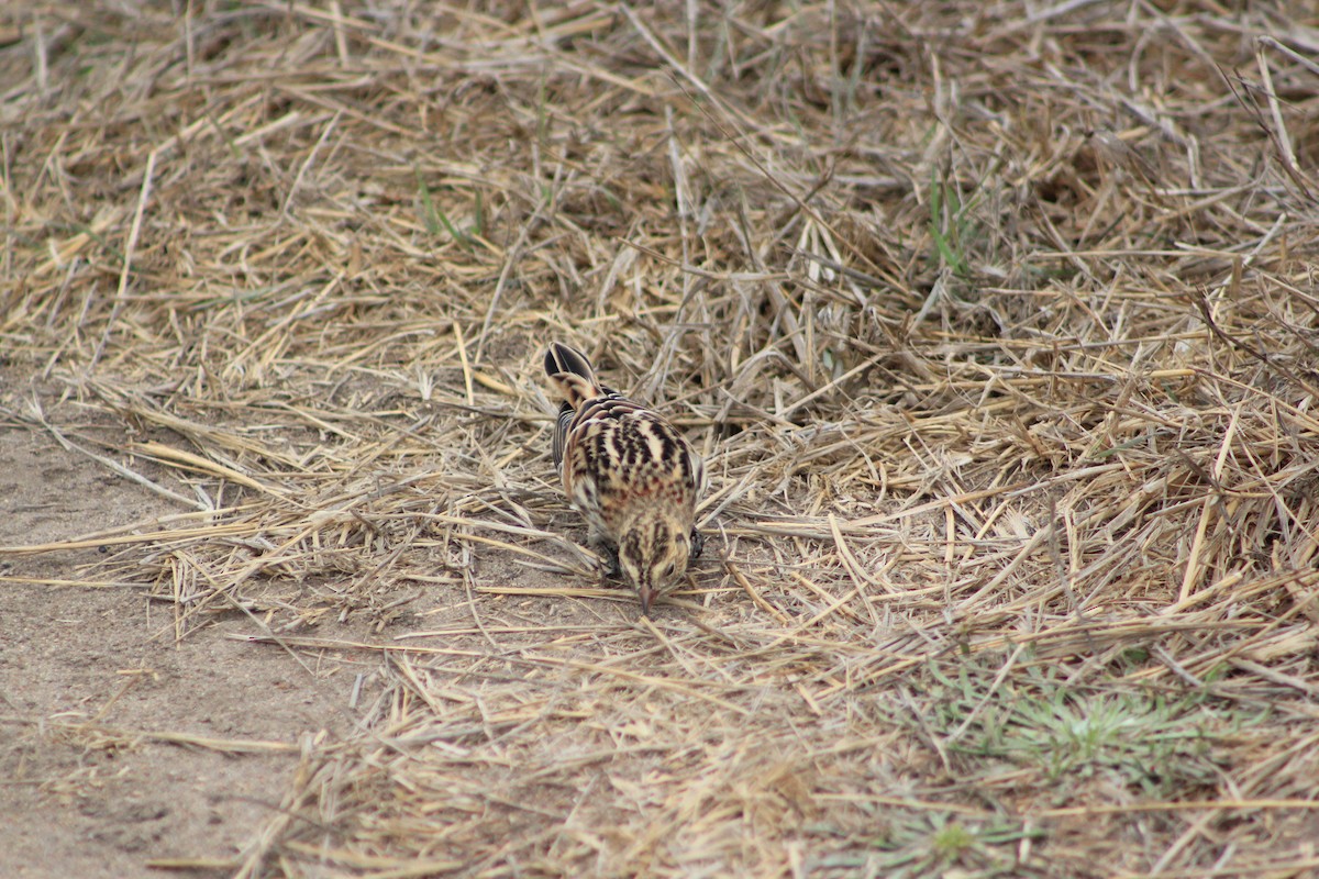 Lapland Longspur - ML644329818
