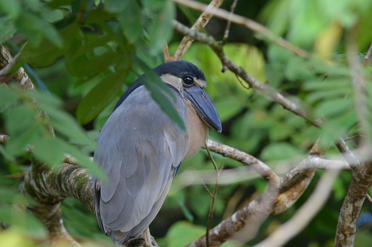 Boat-billed Heron - ML644329823