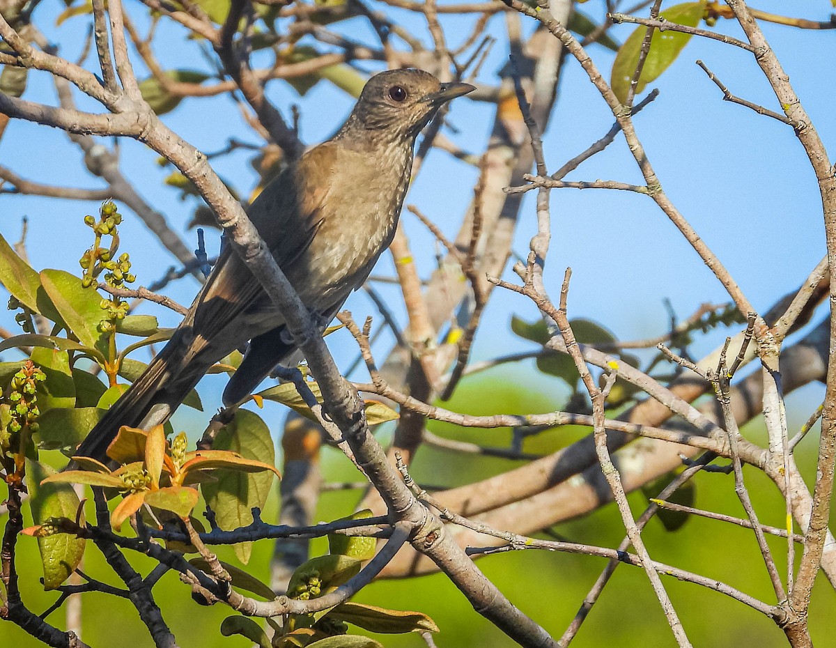 blekbrysttrost - ML644329826