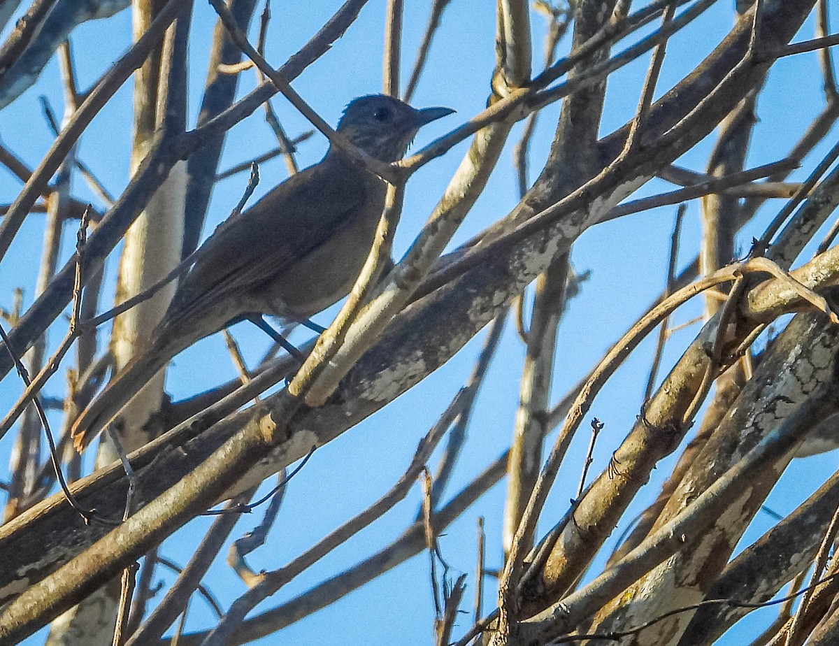 blekbrysttrost - ML644329827