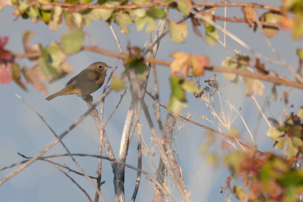 Common Yellowthroat - ML644329848
