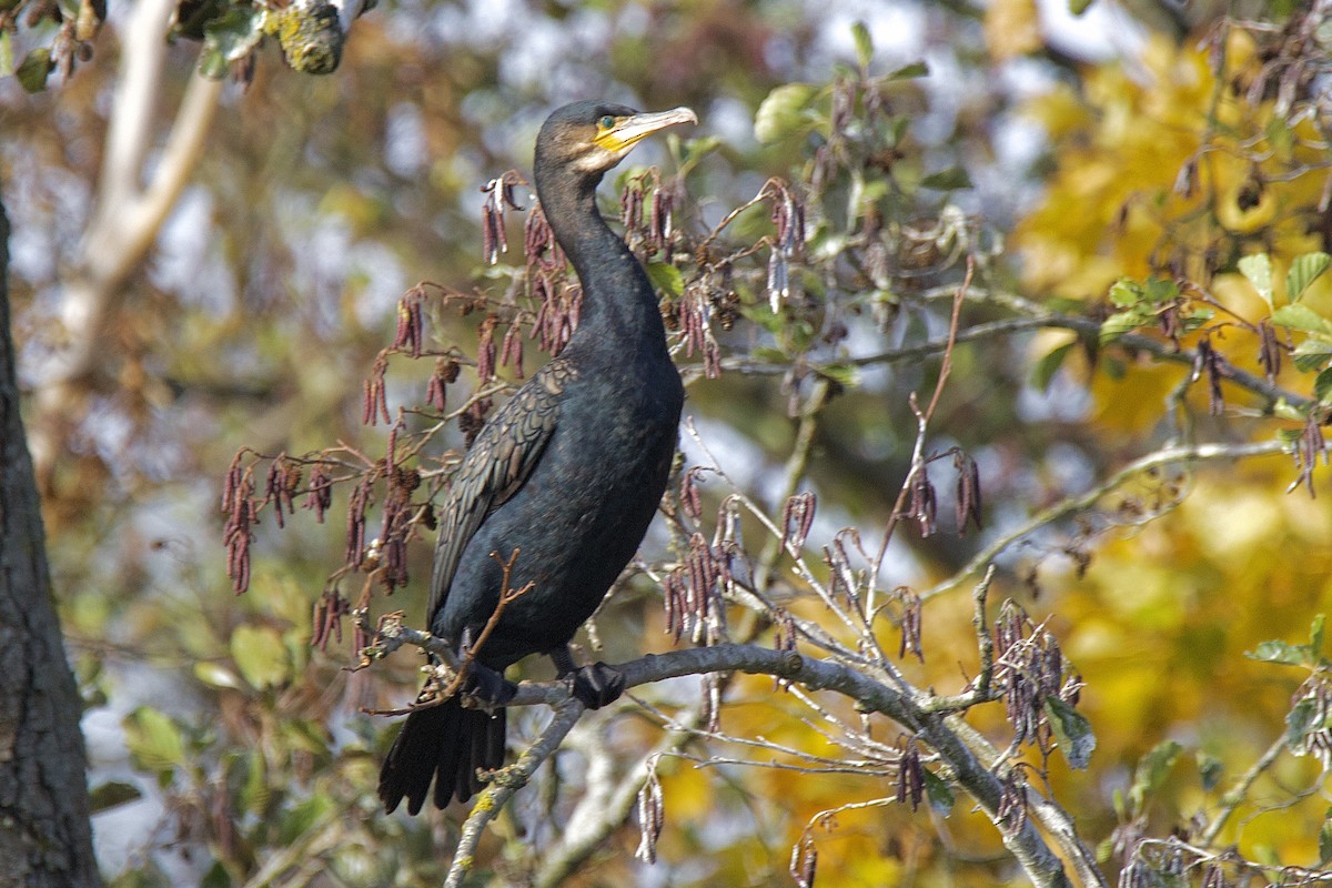 Great Cormorant - ML644329861